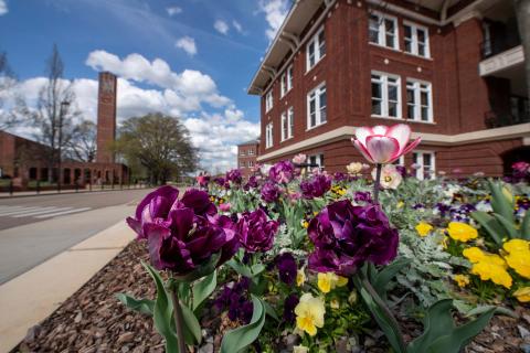 Spring Tulips at the YMCA building